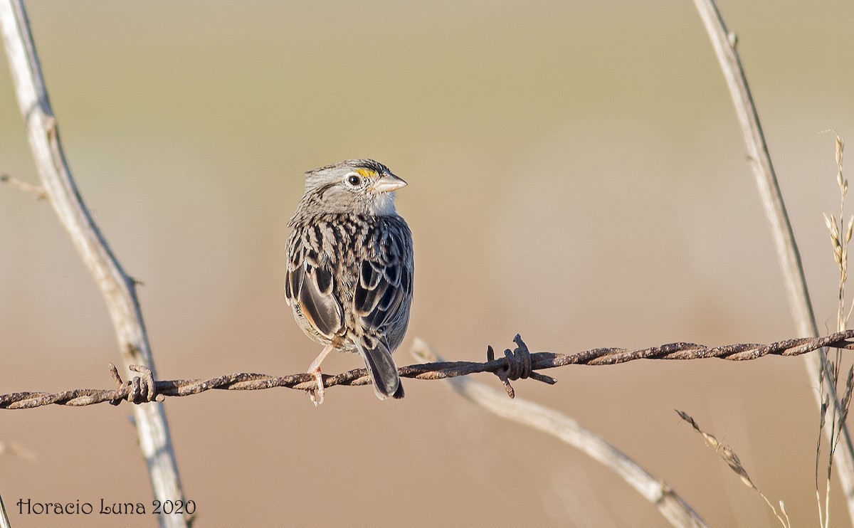 Grassland Sparrow - Horacio Luna