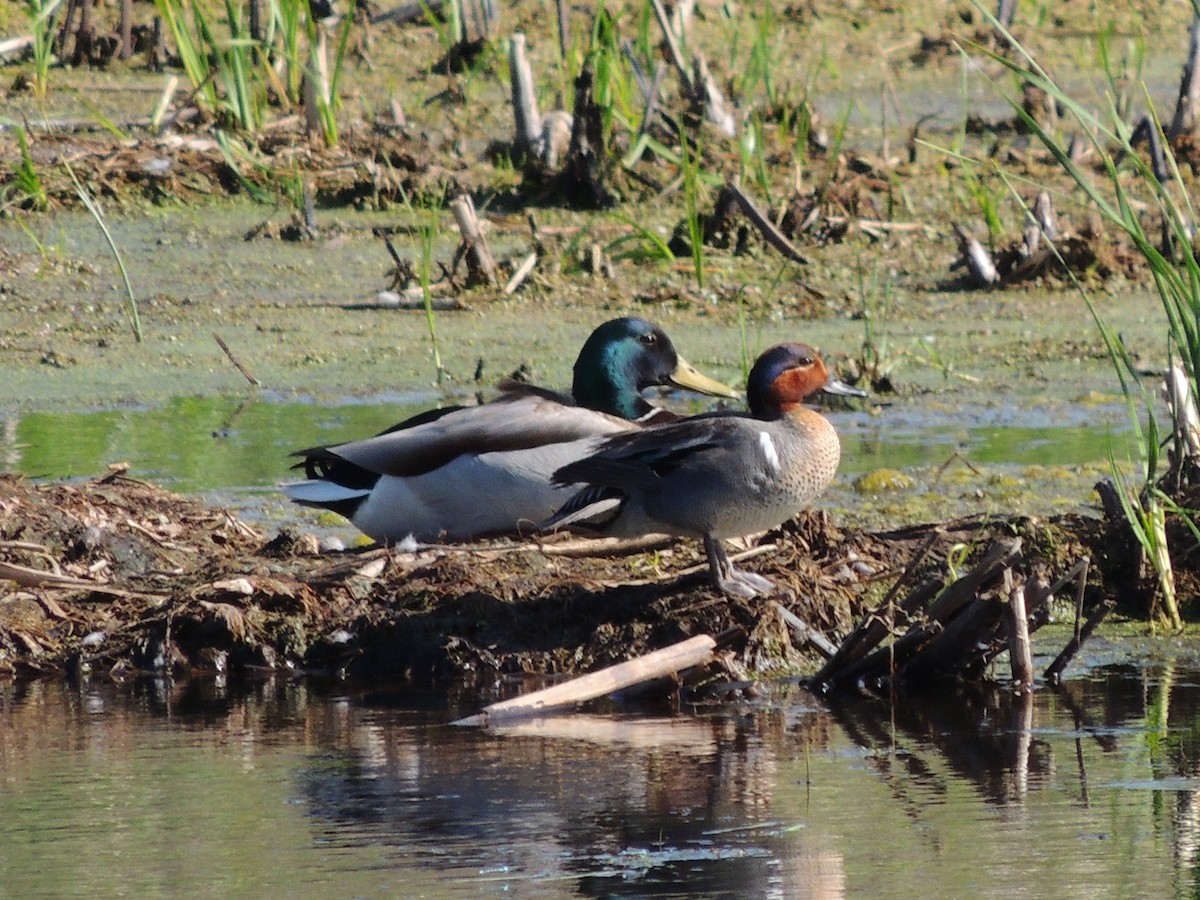Green-winged Teal - ML240670371