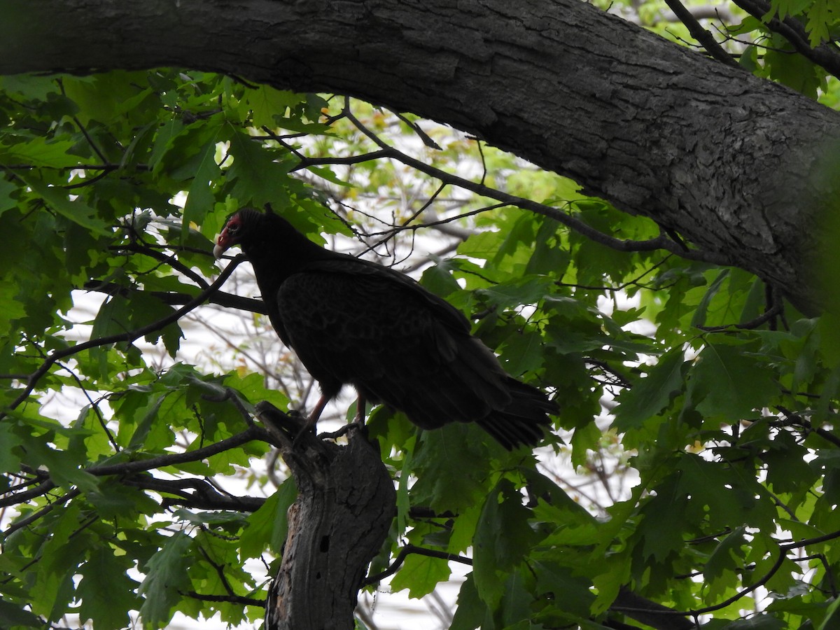 Turkey Vulture - Aliya Gill