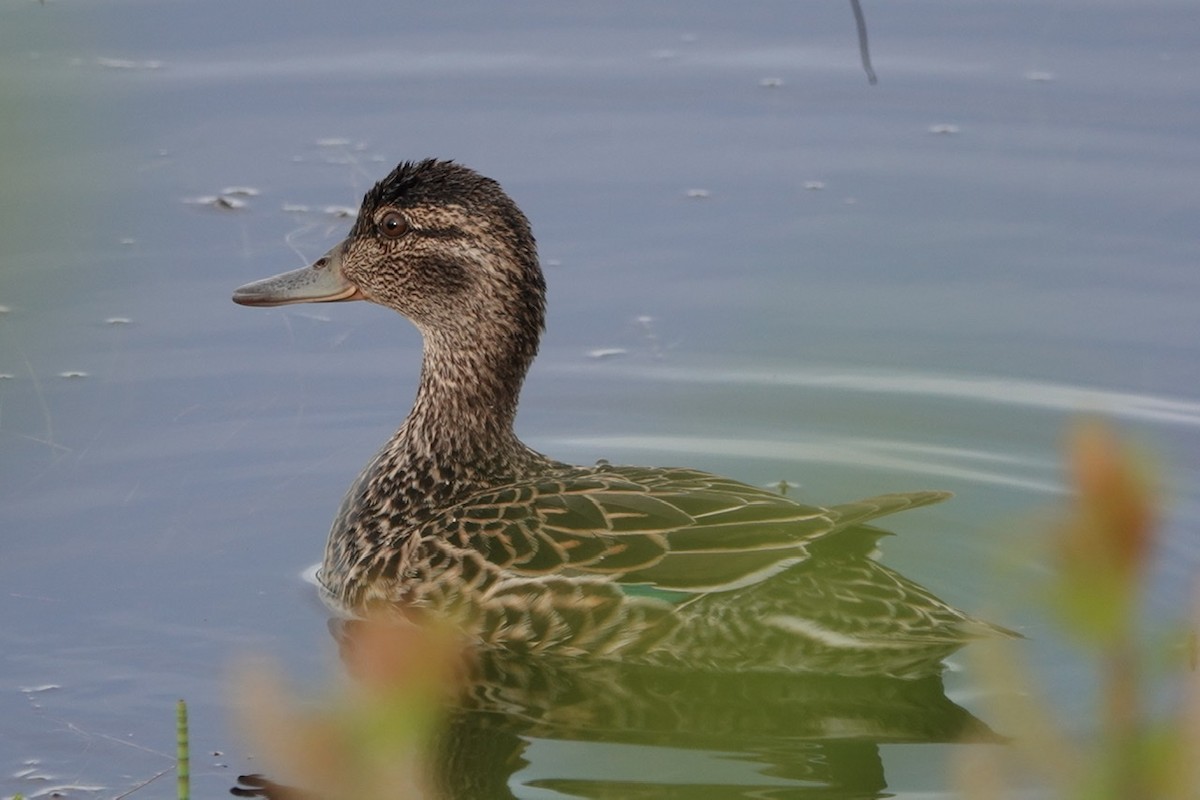 Green-winged Teal - ML240675701