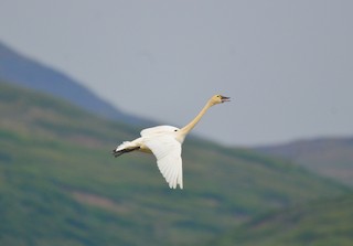 Tundra Swan (Whistling), ML240677021