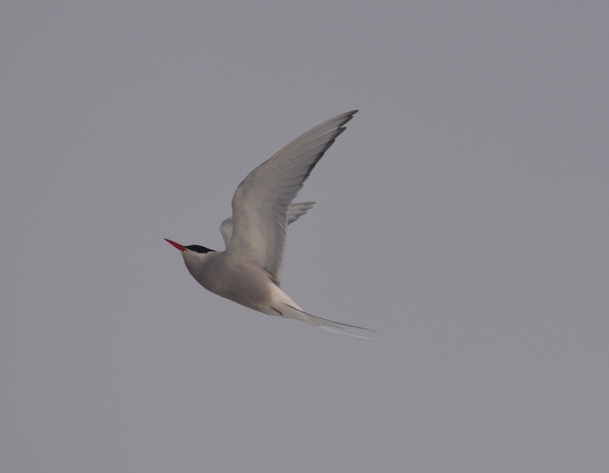 Arctic Tern - ML240677781