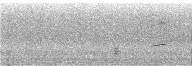Magellanic Oystercatcher - ML240679