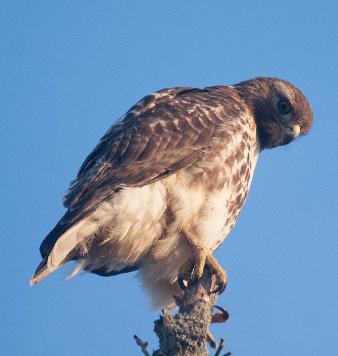 Red-tailed Hawk - ML24067921