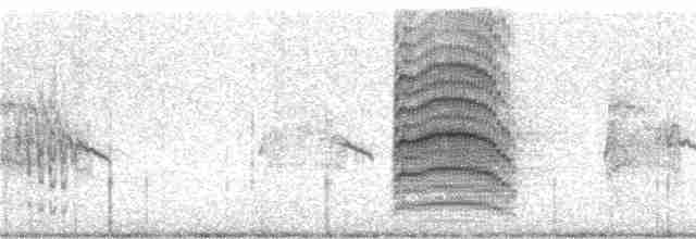 Патагонская чайка - ML240681