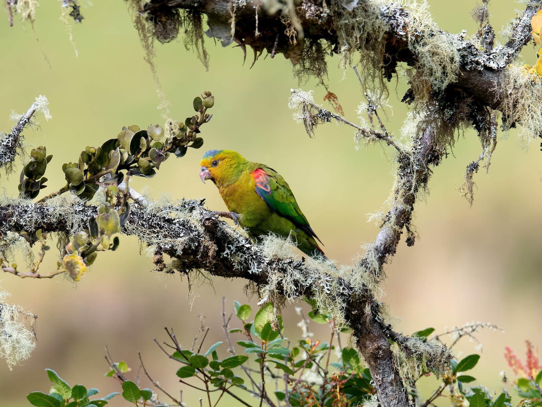 Indigo-winged Parrot - Shailesh Pinto