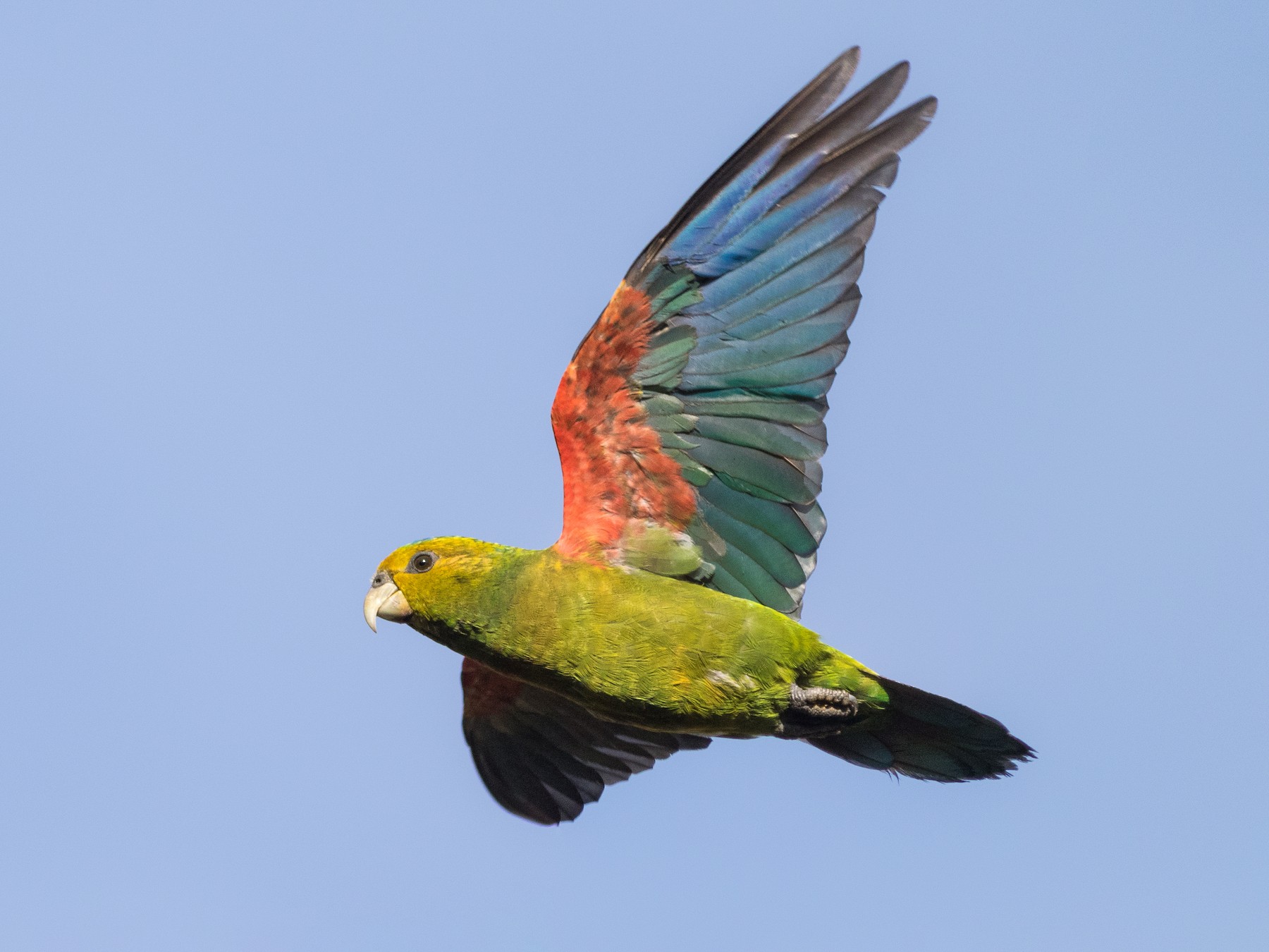 Indigo-winged Parrot - Joachim Bertrands