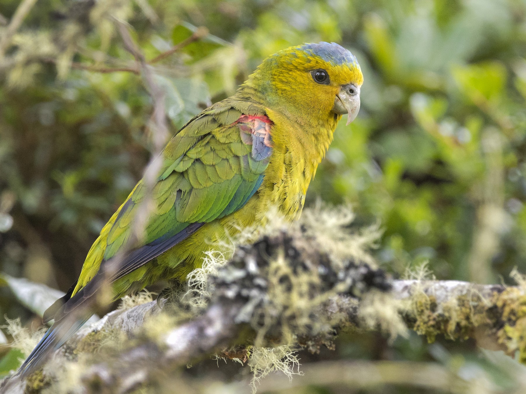 Indigo-winged Parrot - John Cahill xikanel.com