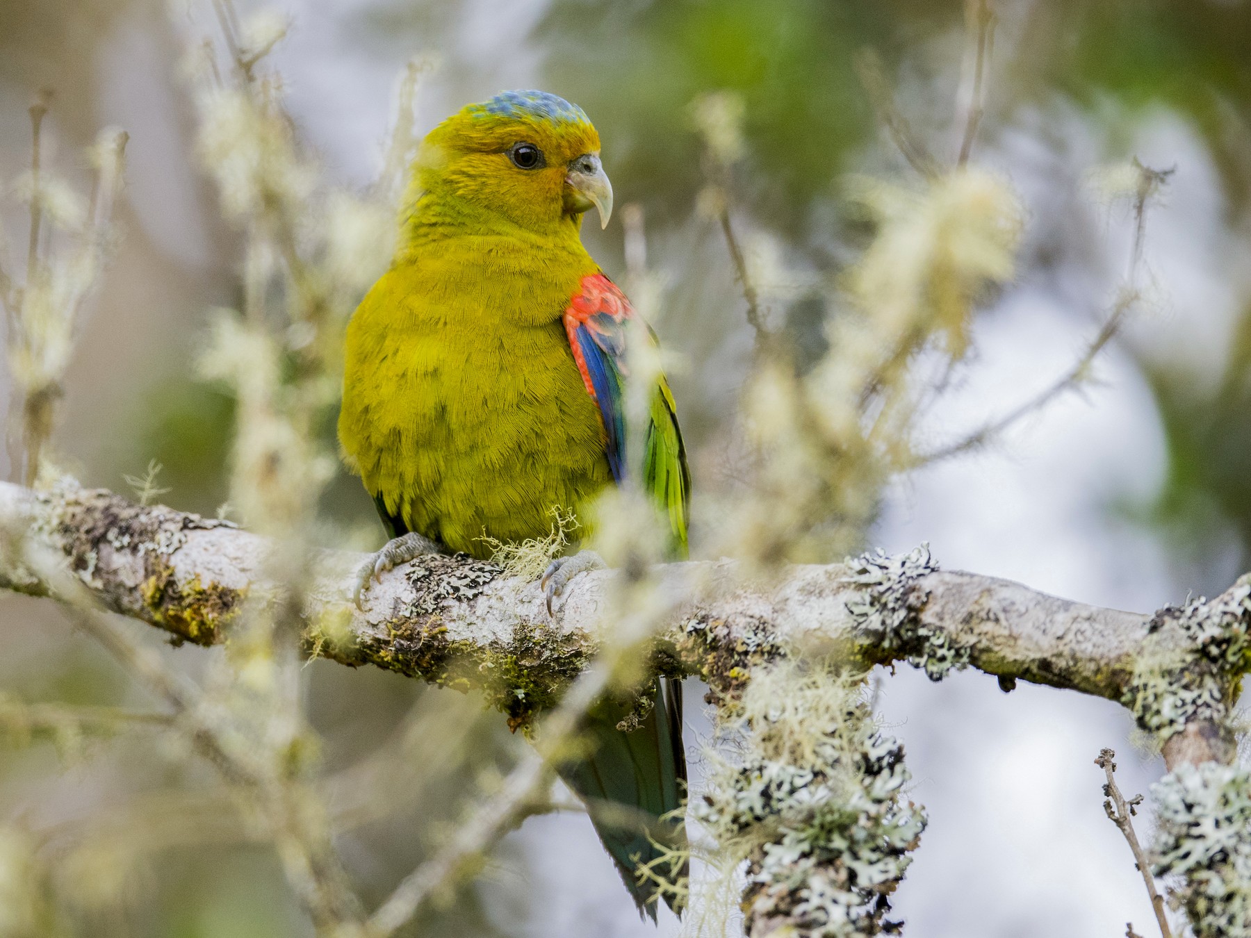 Indigo-winged Parrot - John Cahill xikanel.com