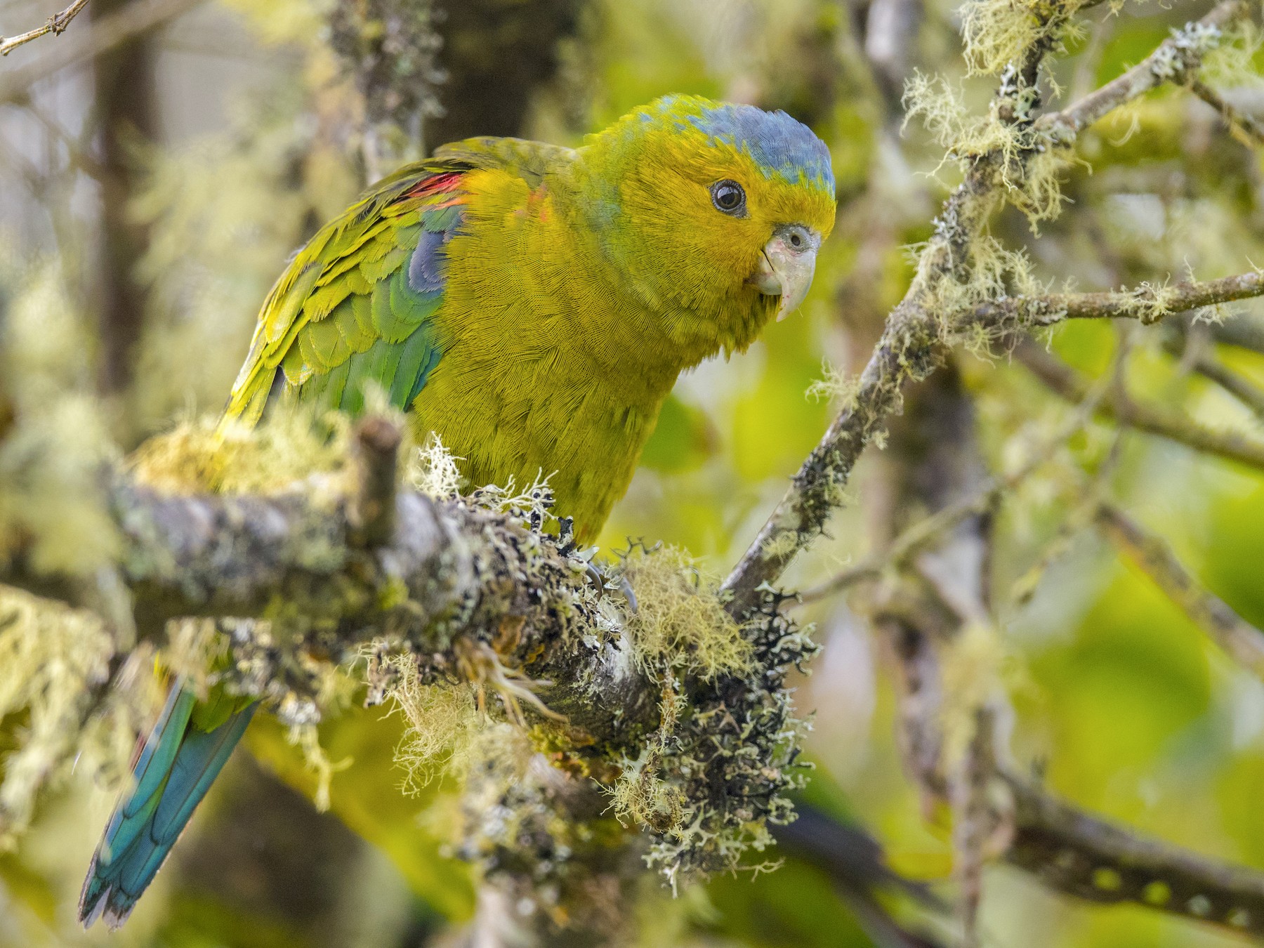 Indigo-winged Parrot - John Cahill xikanel.com