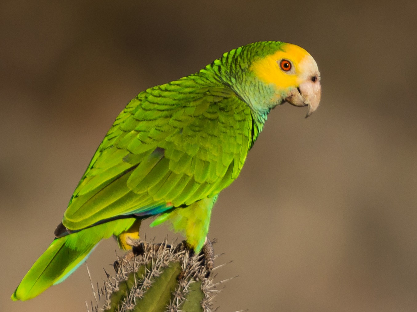 Yellow-shouldered Parrot - Suzie McCann