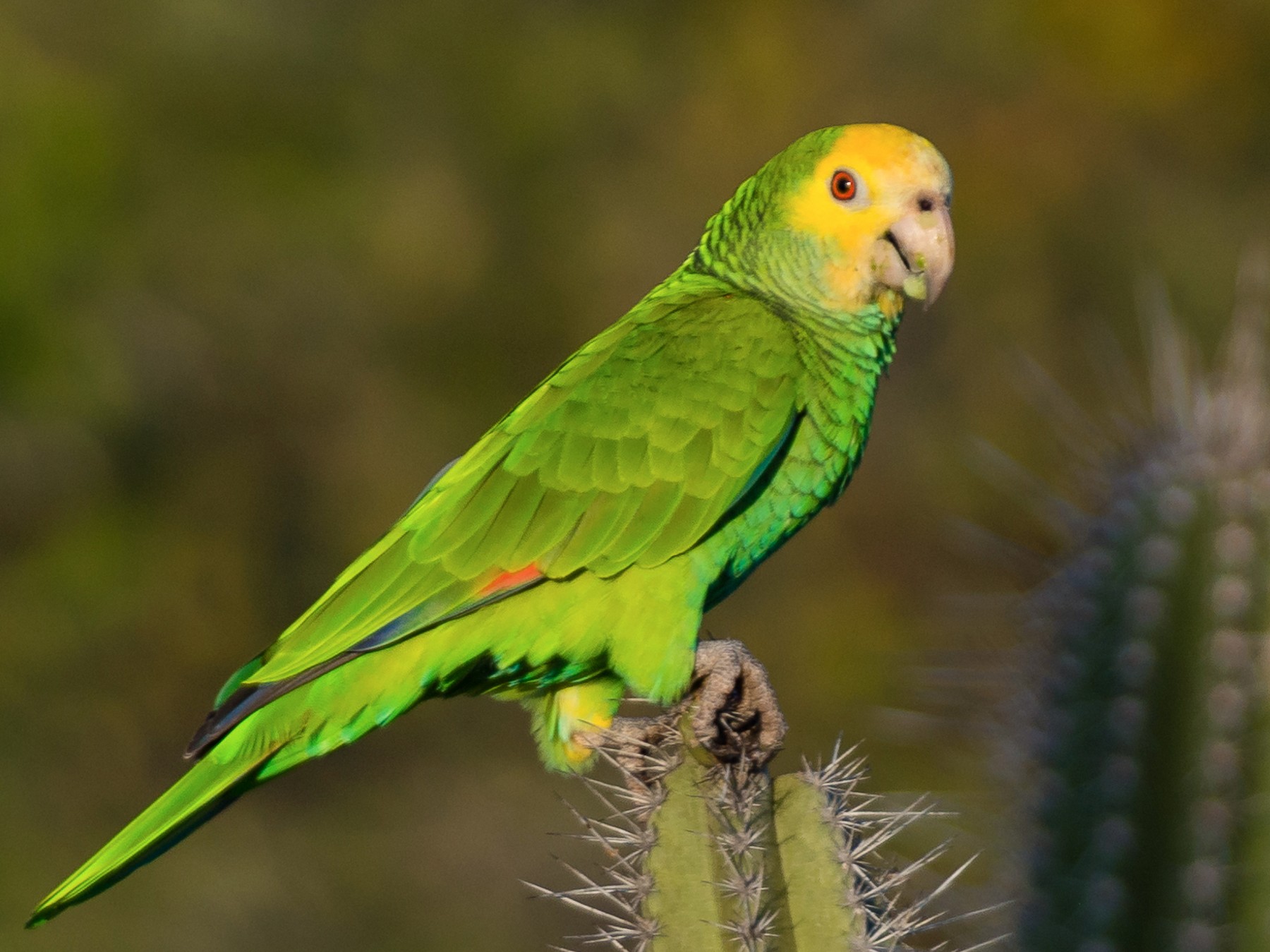 yellow green parakeet playing with toy