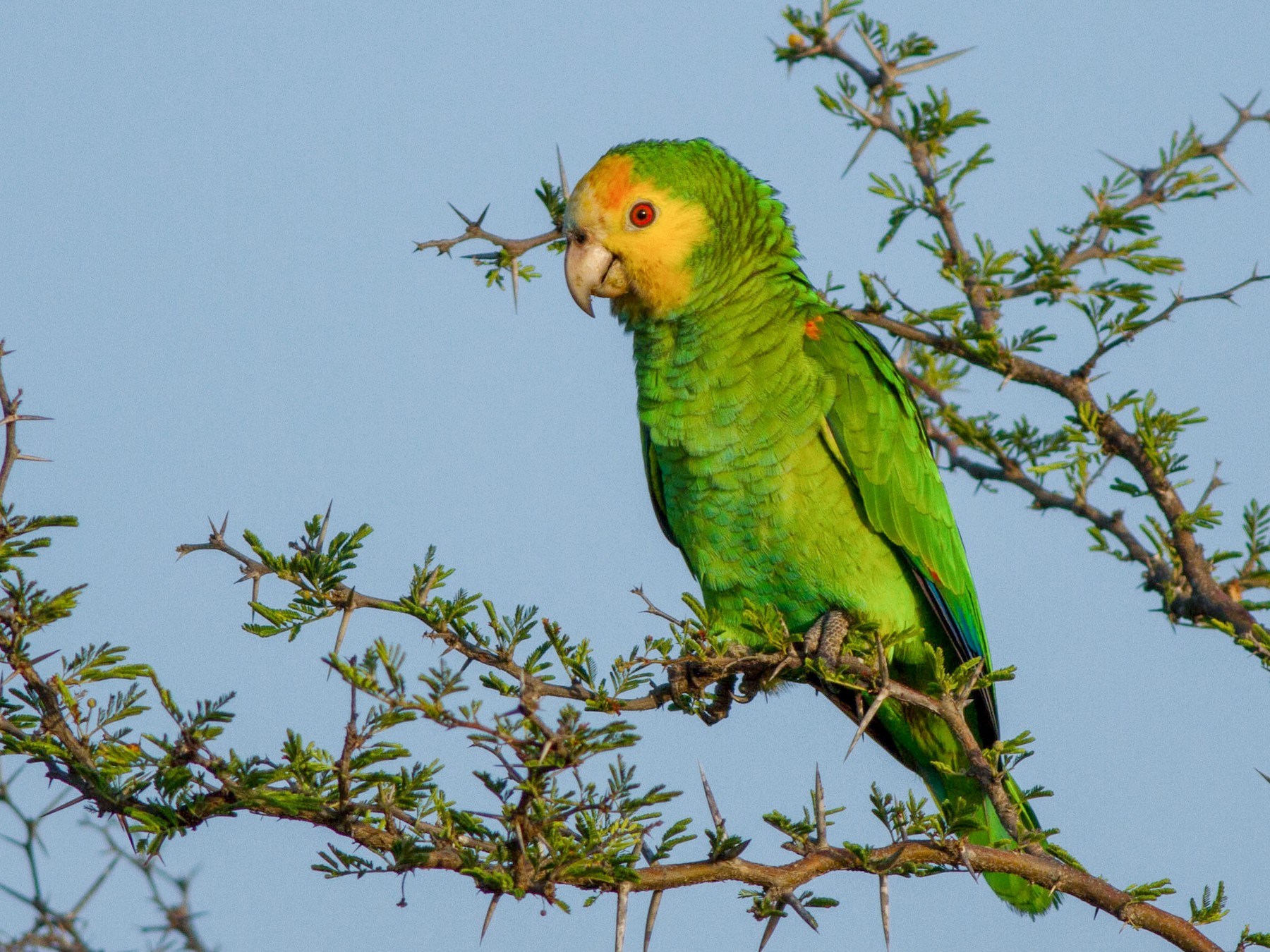 Amazona de Hombro Gualda - eBird