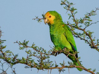 Yellow-shouldered Amazon - eBird