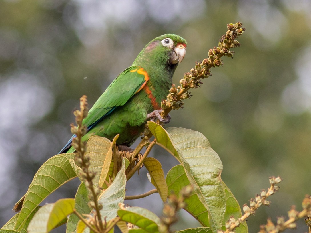 ミドリアカオウロコインコ Ebird