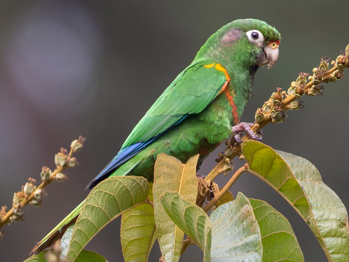 Santa Marta Parakeet - Cory Gregory