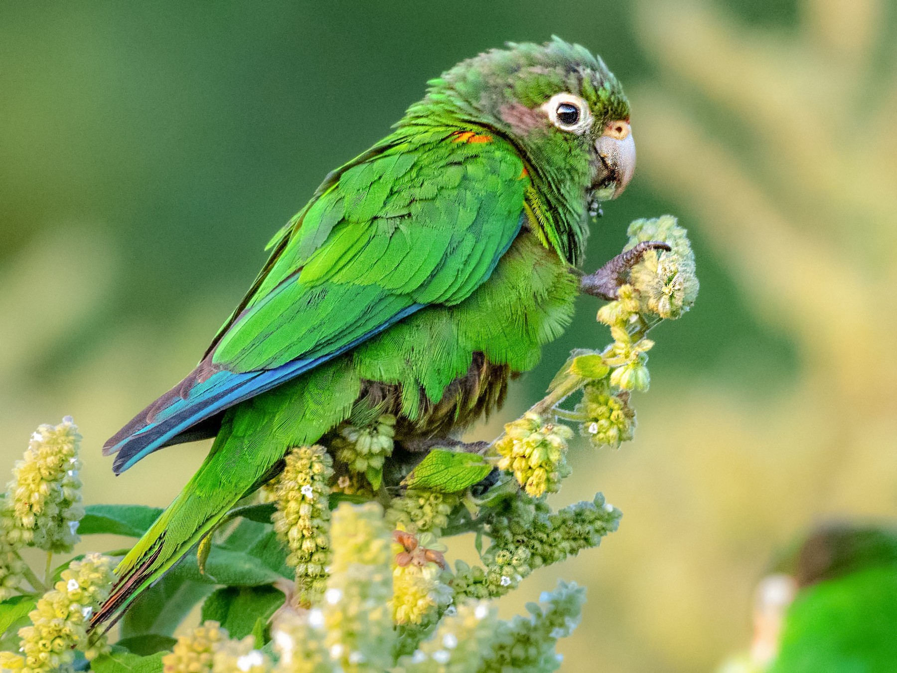 Santa Marta Parakeet - Homer Gardin