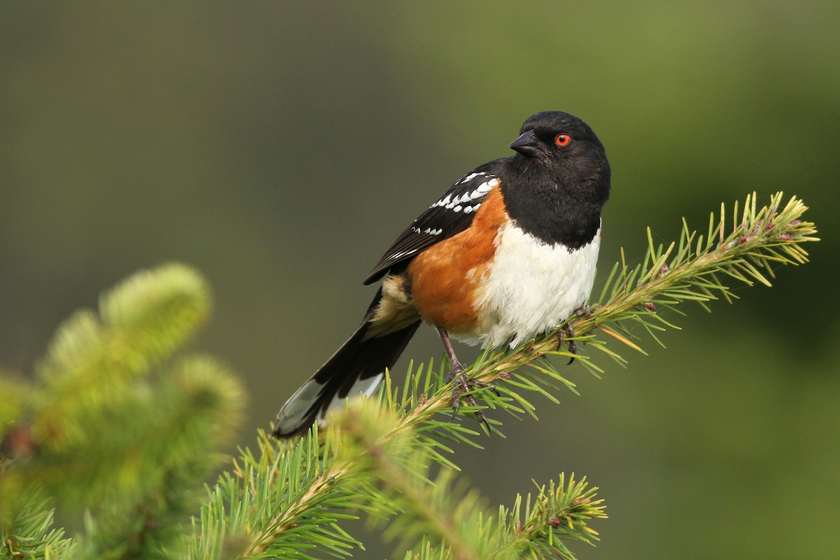 Spotted Towhee - ML240686071