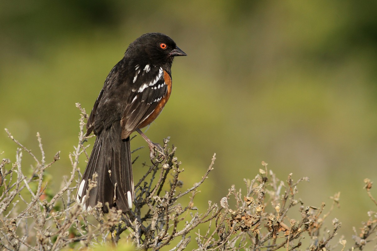 Spotted Towhee - ML240686081