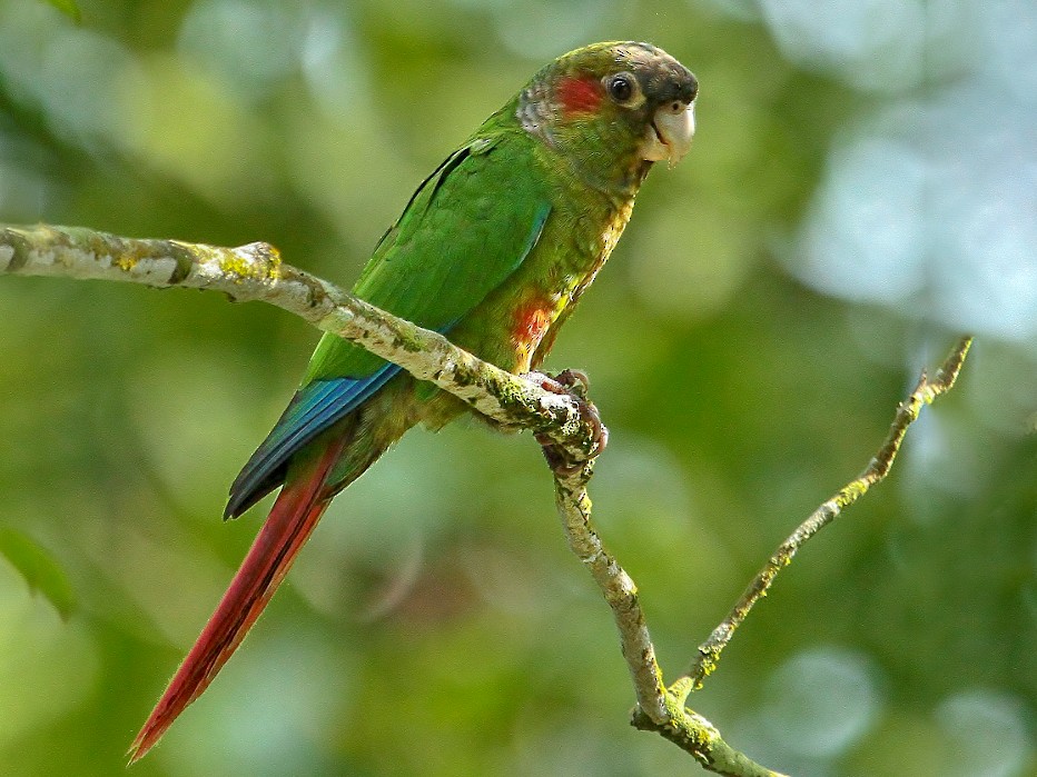 Plumas rojas de loro