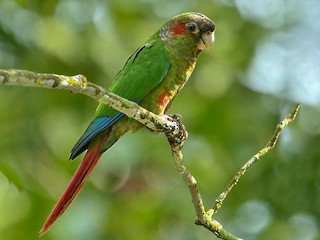 - Red-eared Parakeet