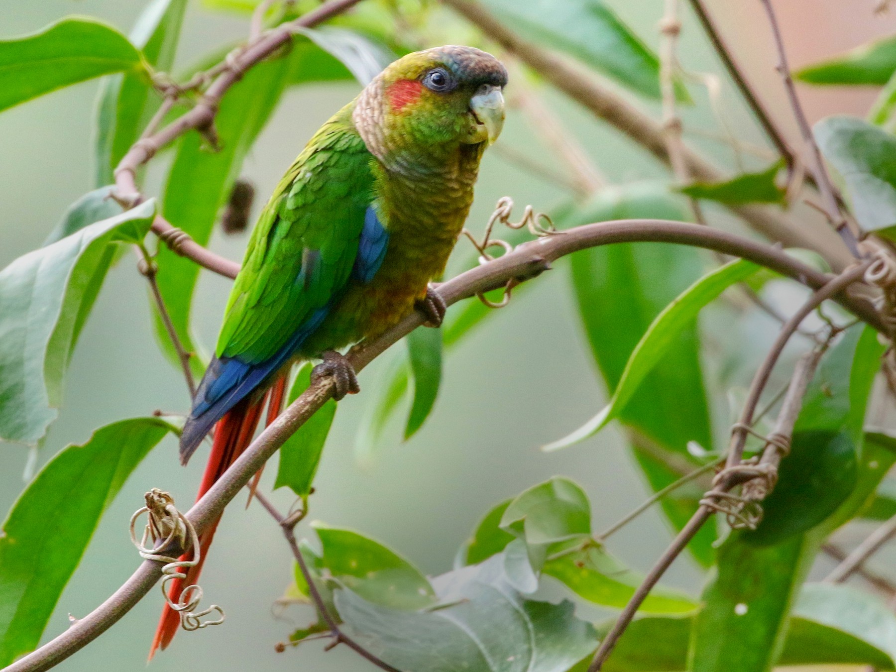 Red-eared Parakeet - Margareta Wieser