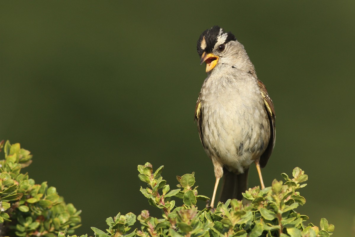 White-crowned Sparrow (nuttalli) - Evan Lipton
