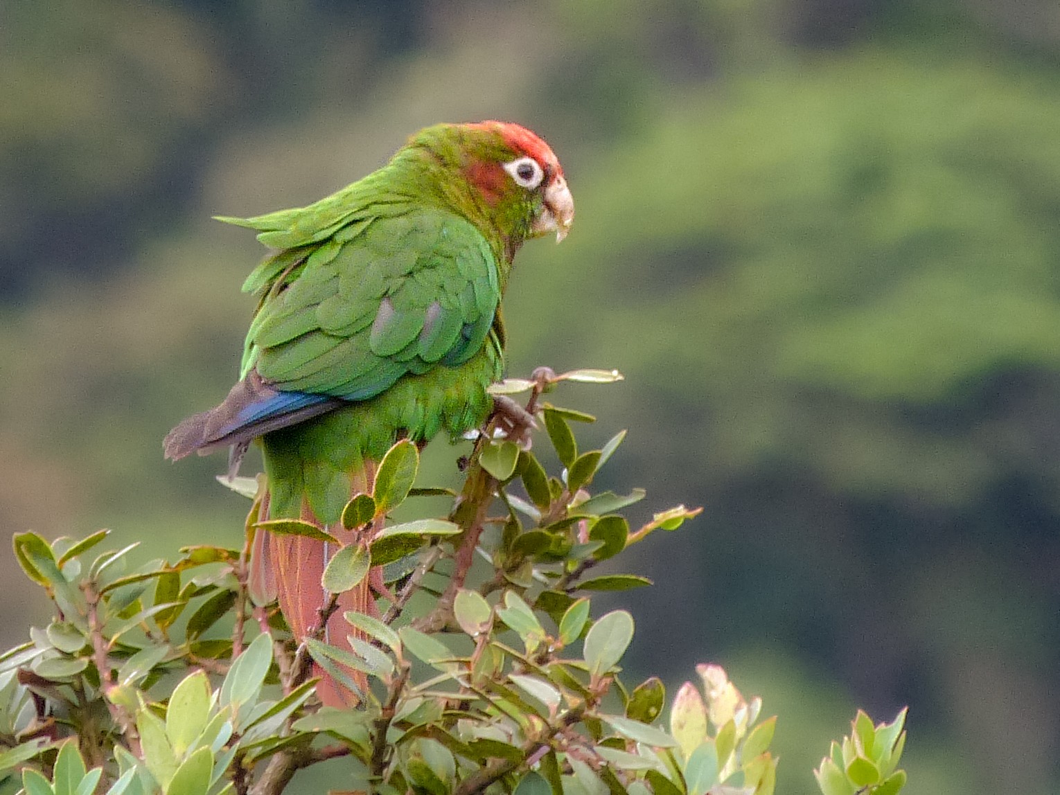 Rose-headed Parakeet - Iván Lau