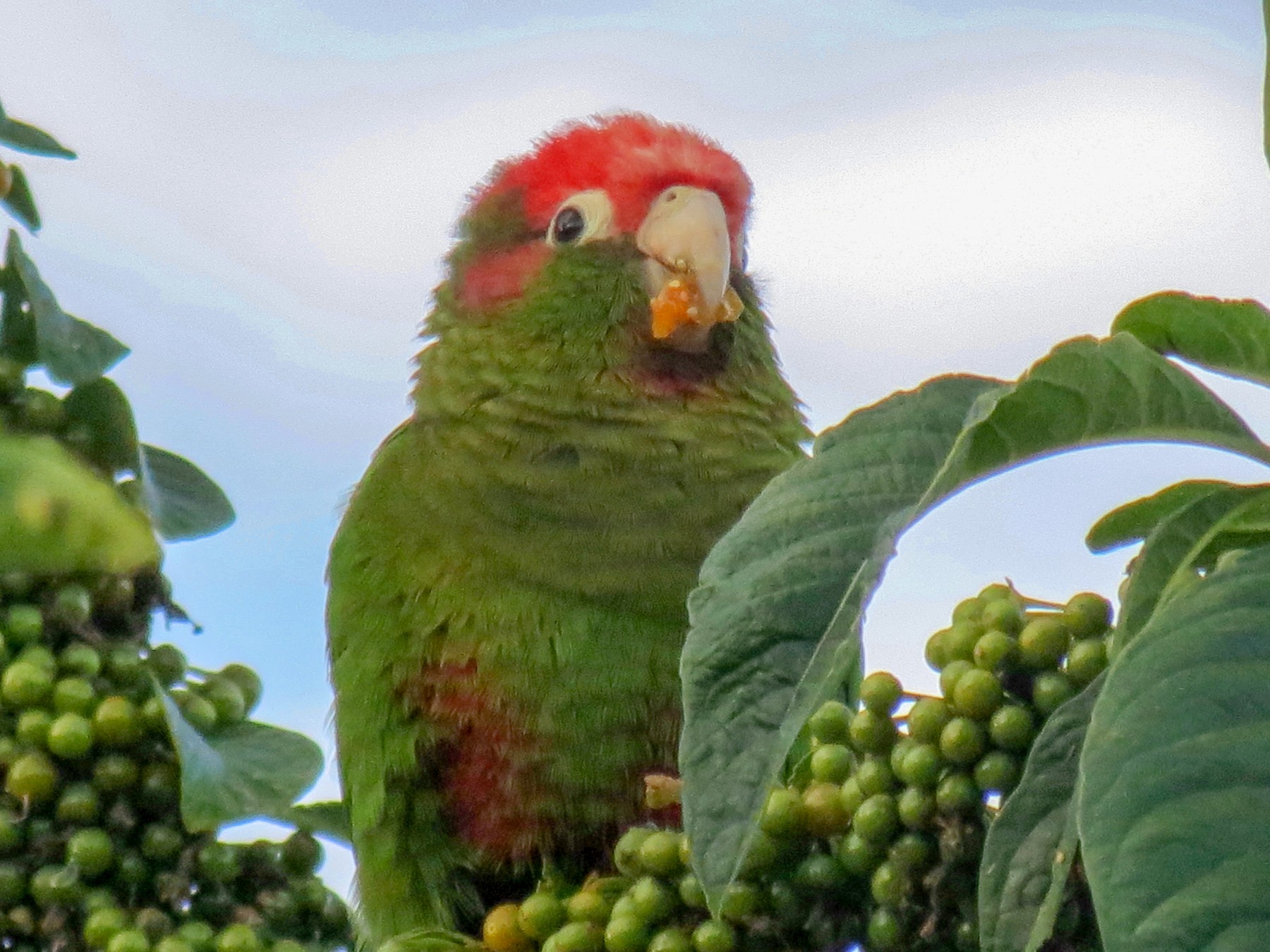 Rose-headed Parakeet - Thore  Noernberg