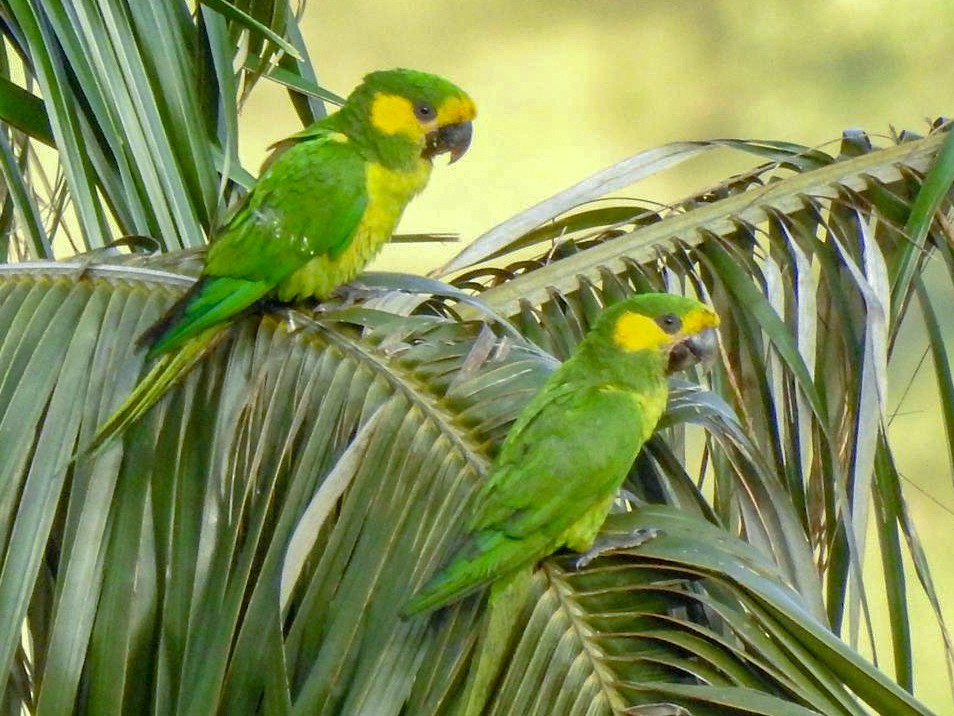 Yellow-eared Parrot - eBird