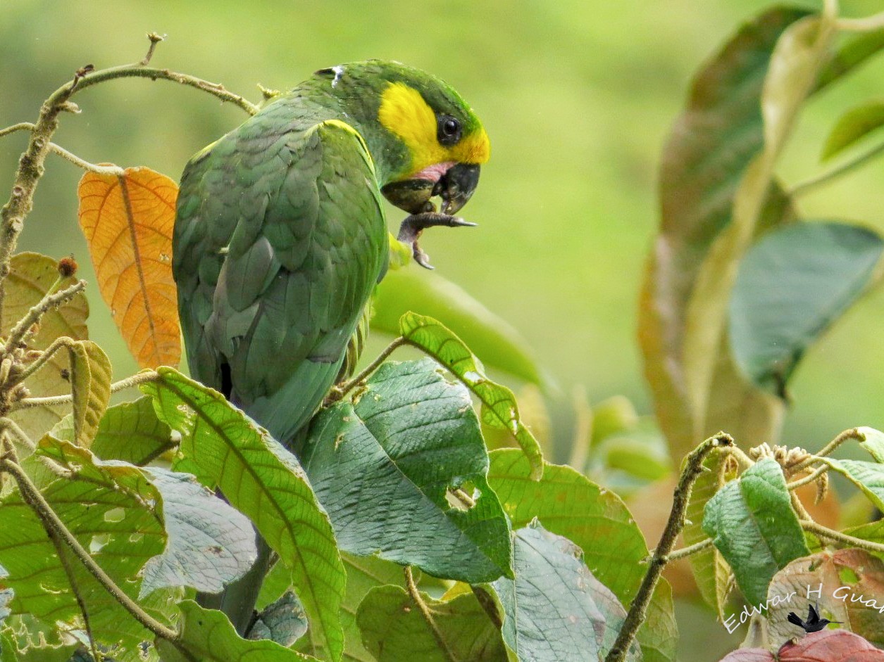 Yellow-eared Parrot - Edwar H. Guarín (@edwarhguarin)