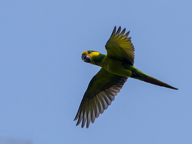 Yellow-eared Parrot - Frédéric PELSY