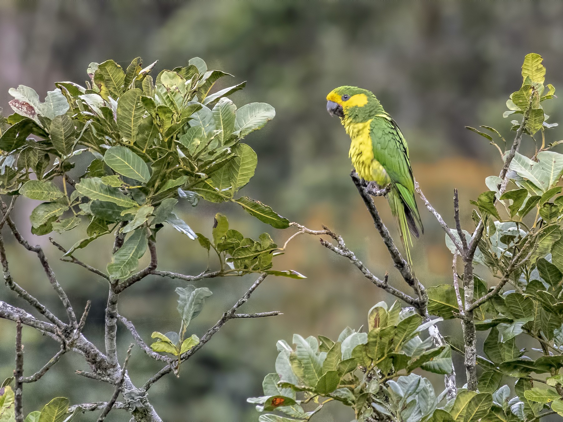 Yellow-eared Parrot - eBird