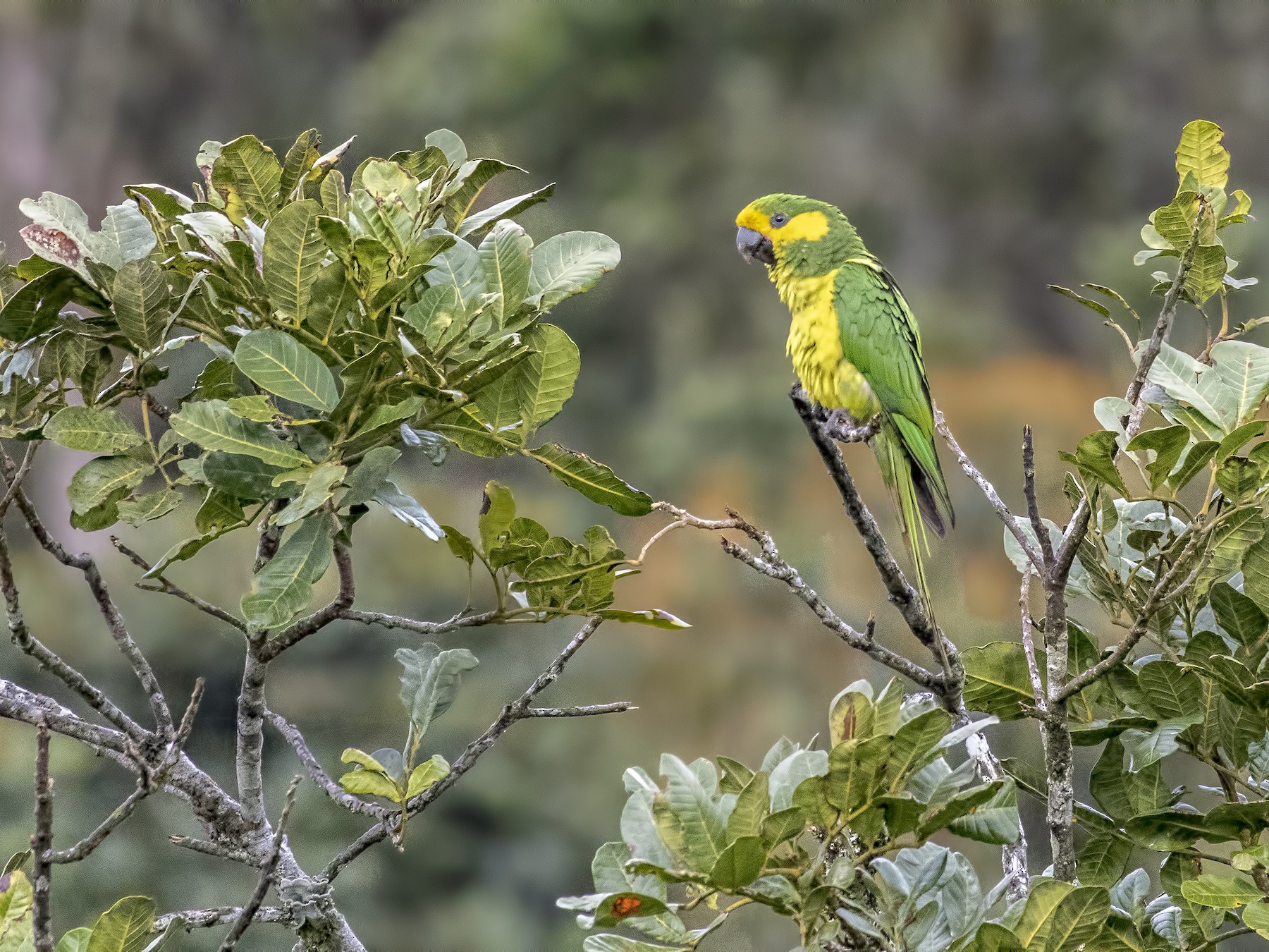 Yellow-eared Parrot - Carl Giometti 🍹