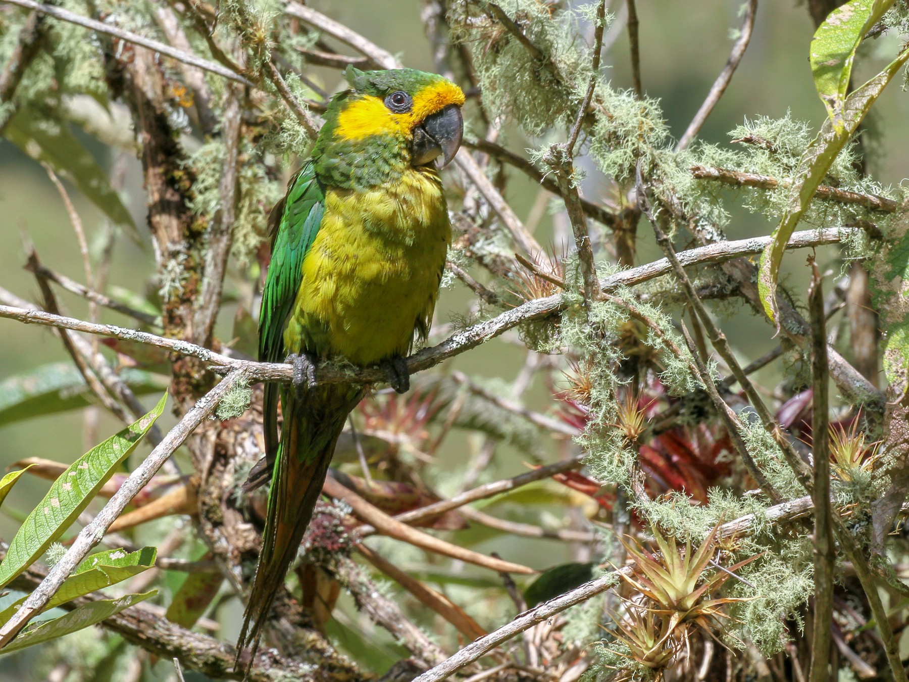 Yellow-eared Parrot - Eduardo Soler