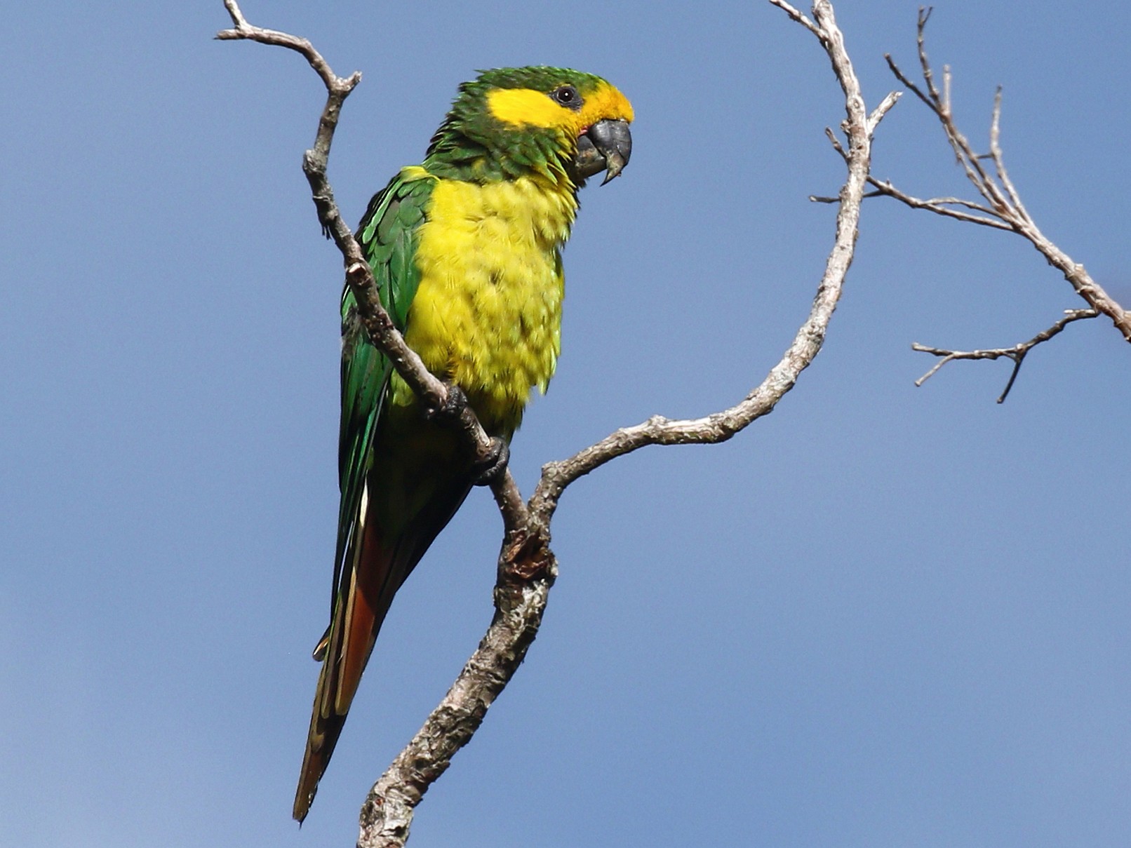 Yellow-eared Parrot - Alex Berryman
