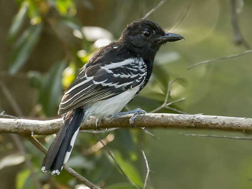 Thamnophilus melanonotus