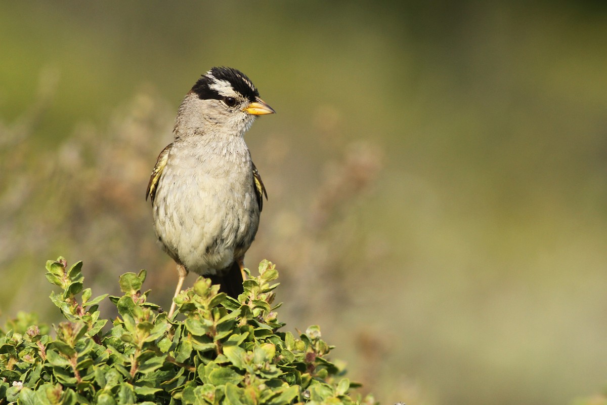 White-crowned Sparrow (nuttalli) - ML240688341