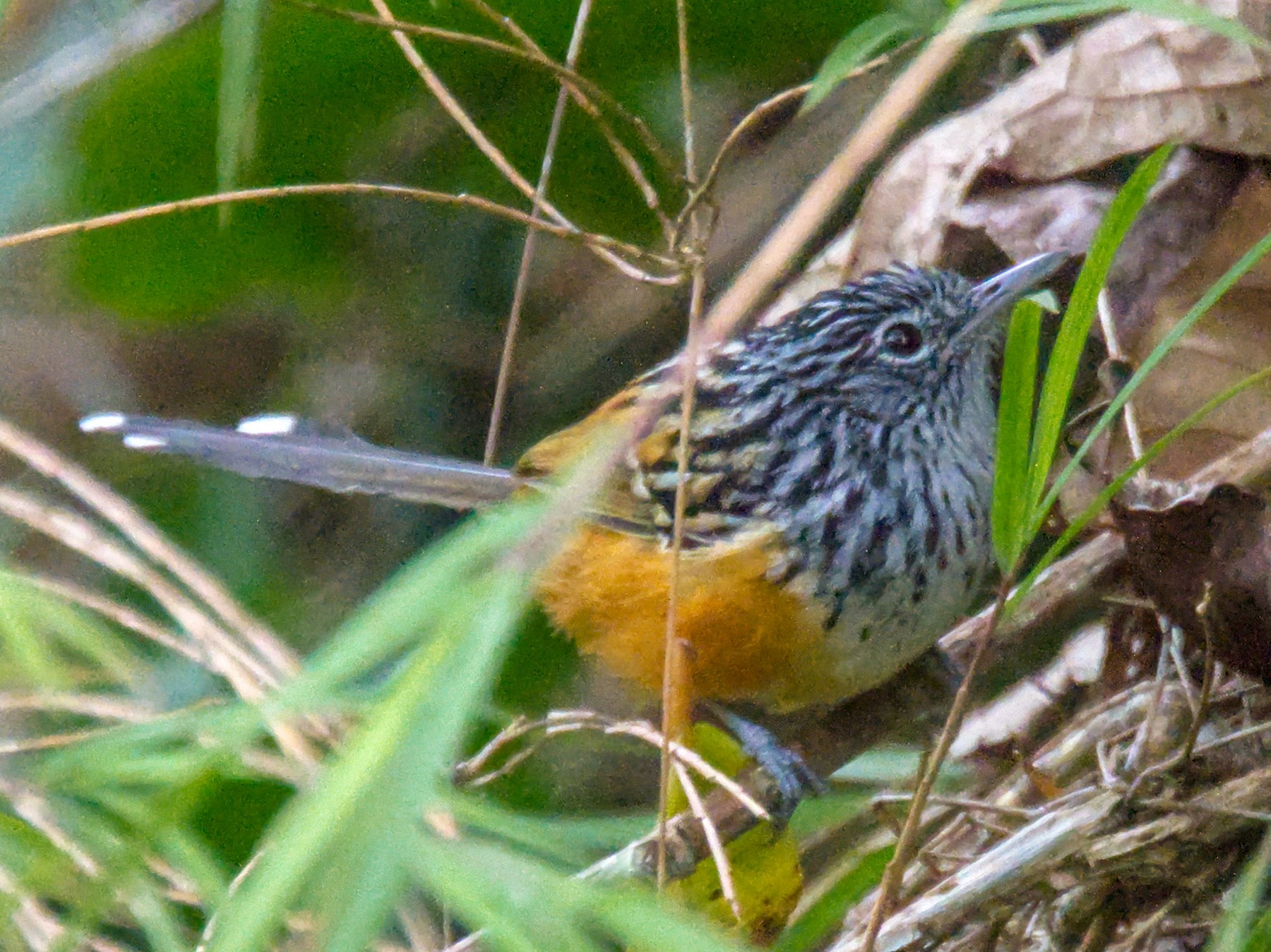 East Andean Antbird - Forrest Rowland