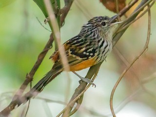  - Klages's Antbird