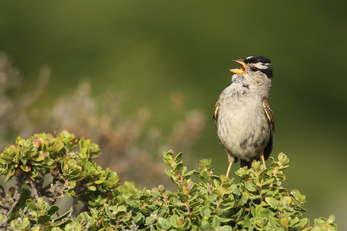 White-crowned Sparrow (nuttalli) - Evan Lipton