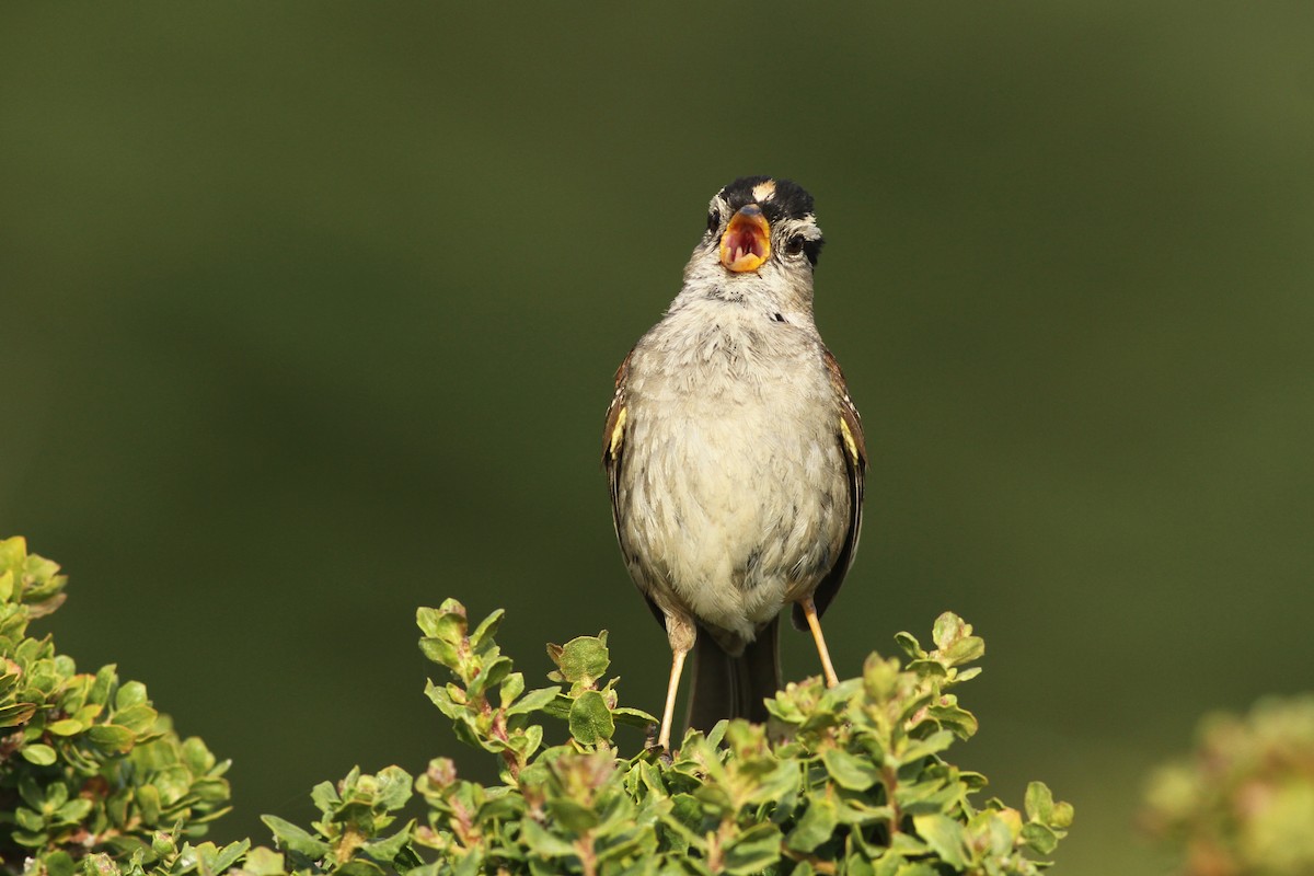 White-crowned Sparrow (nuttalli) - ML240689791
