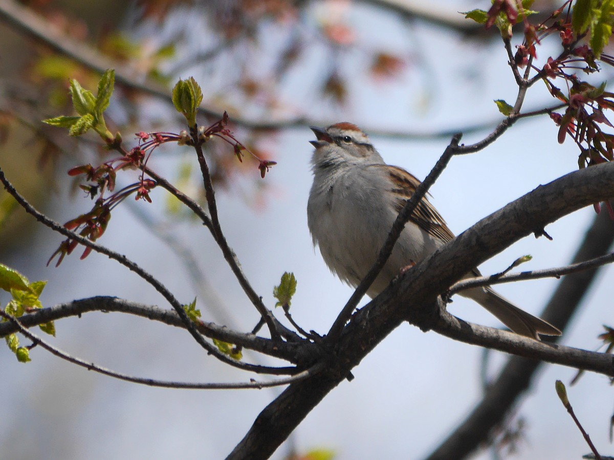 Chipping Sparrow - Ed Gaillard