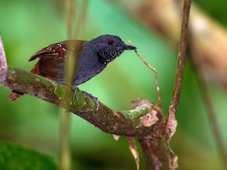 นกเพศเมียเต็มวัย - Shailesh Pinto - ML240693391