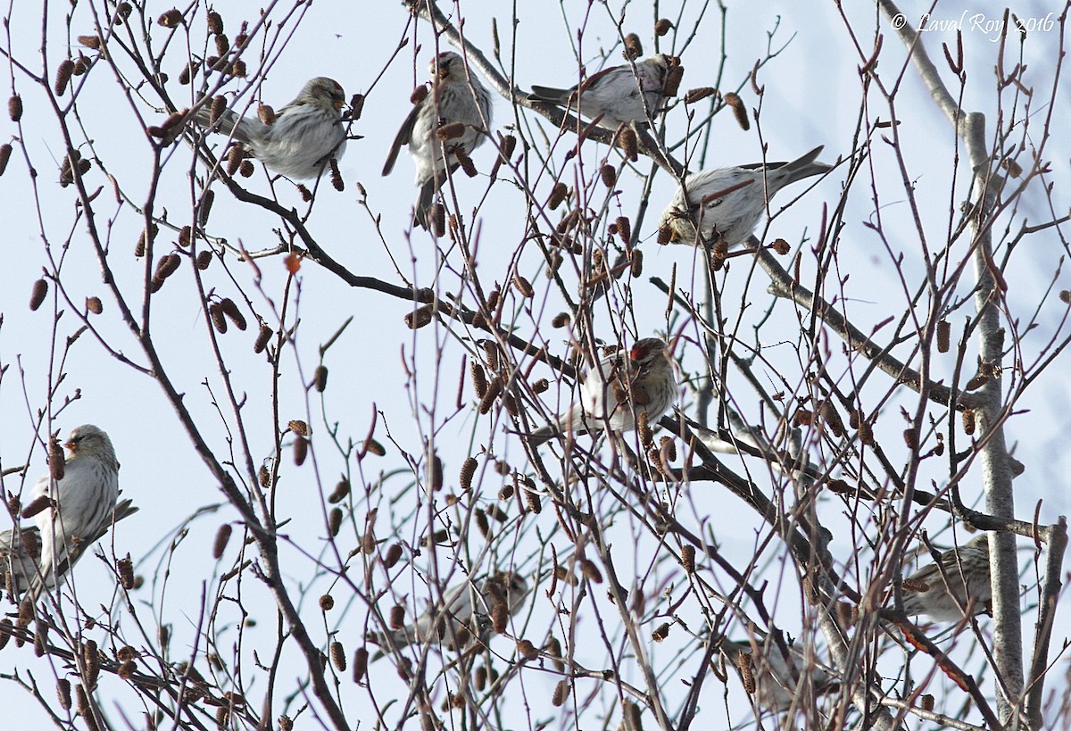 Hoary Redpoll - Laval Roy