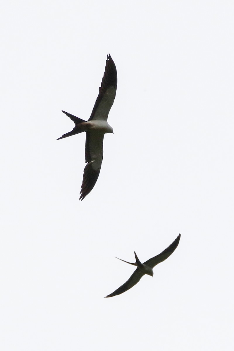 Swallow-tailed Kite - Byron Stone