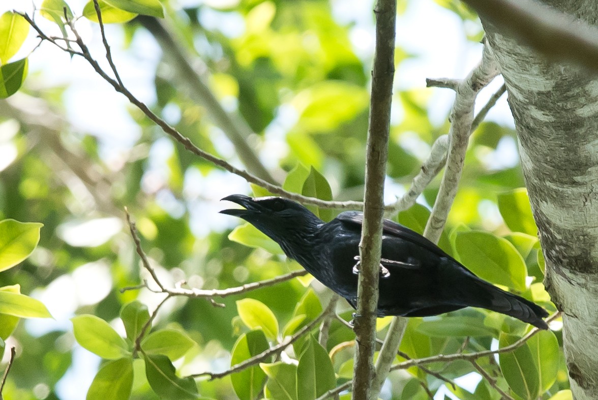 Moluccan Starling - Aplonis mysolensis - Birds of the World