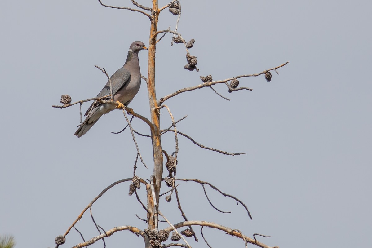 Band-tailed Pigeon - ML240697211
