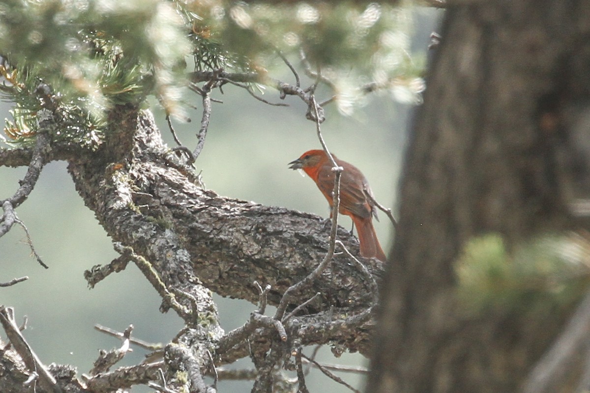 Hepatic Tanager (Northern) - Evan Buechley
