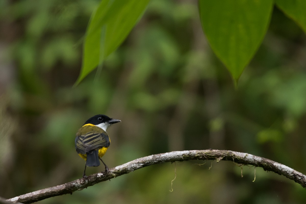 Yellow-throated Whistler - Lucas DeCicco